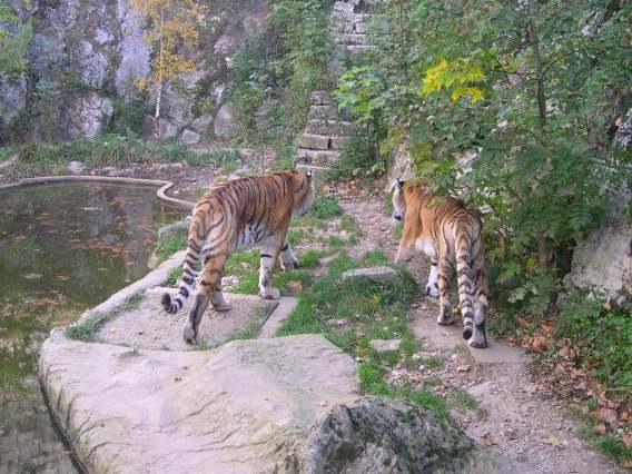  Tigres du zoo de la citadelle